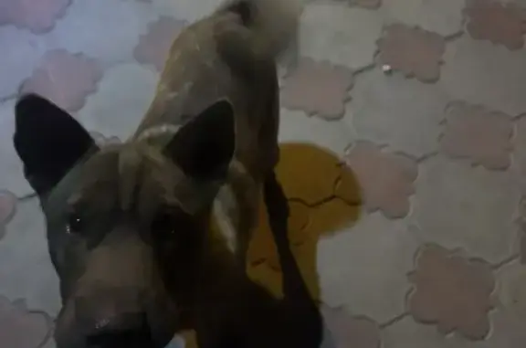 Найдена собака, Крымск, фото: Собака найдена: ул. 56-й Армии, 56, Крымск