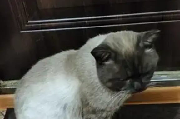 Найдена кошка, Серпухов, фото: Кошка найдена: Центр. ул, 179А, Серпухов