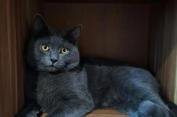 Потерянные животные Переславль-Залесский, фото: Пропала серая кошка, ул. Строителей, 1