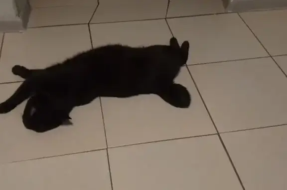 Пропала черная кошка, Жуковского 39, Добрянка