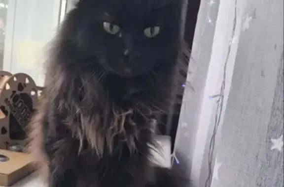 Найдена кошка, Вязьма, фото: Кошка найдена: Московская ул., 22, Вязьма