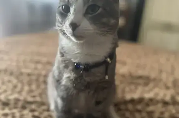 Кошки потеряшки, Сокол, фото: Потеряшка кошка, Гражданская ул. 2, Сокол