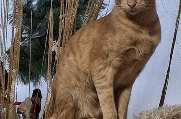 Кошки потеряшки, Петрозаводск, фото: Потеряшка кошка, ул. Древлянка 22 к2