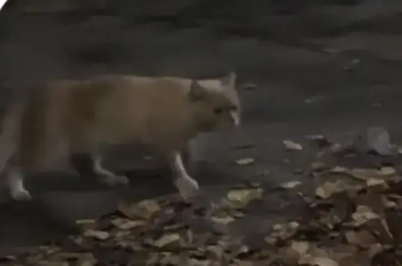 Найдена кошка, Новокузнецк, фото: Найдена кошка, ул. Лазо 14, Новокузнецк