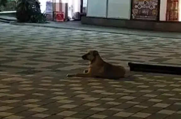 Собака найдена у цирка, Пушкина 5А, Сочи