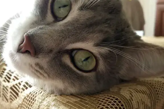 Кошки потеряшки, , фото: Потеряшка кошка, ул. Барамзиной, Ижевск