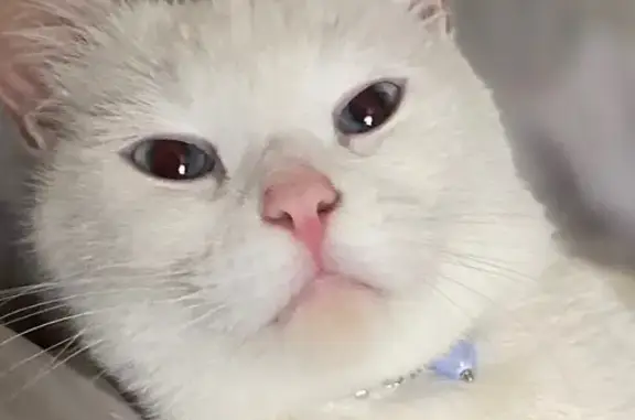 Найдена кошка, Новосибирск, фото: Кошка найдена: пр. Дзержинского 69/2, НСК