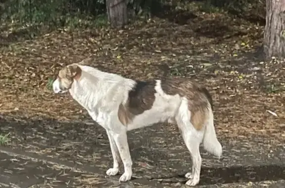 Собака в парке, ул. Аношкина, Челябинск