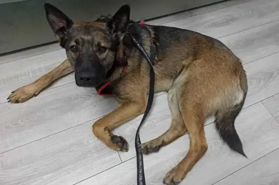 Найдена собака в ЖК Усадьба Суханово