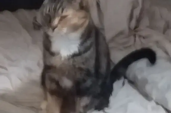 Кошки потеряшки, Мурманск, фото: Потеряшка кошка, ул. Зои Космодемьянской, 19