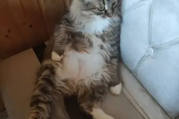 Кошки потеряшки, Оренбург, фото: Потеряшка кошка Барса, Чкалова 3/2, Оренбург