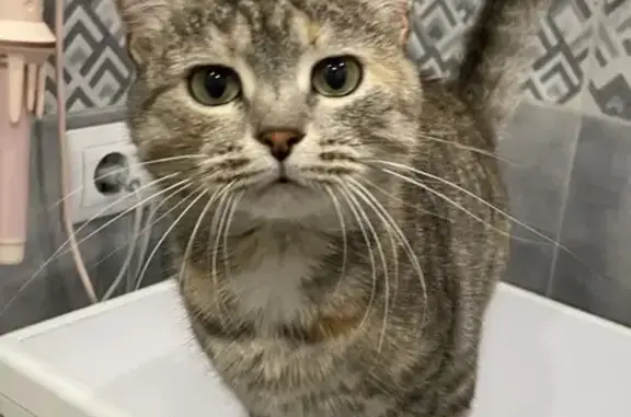 Найдена кошка, Оренбург, фото: Кошка найдена: ул. Рокоссовского, 29, Оренбург