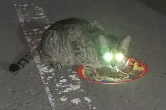 Кошка найдена: Обручева, 13 с2, Москва