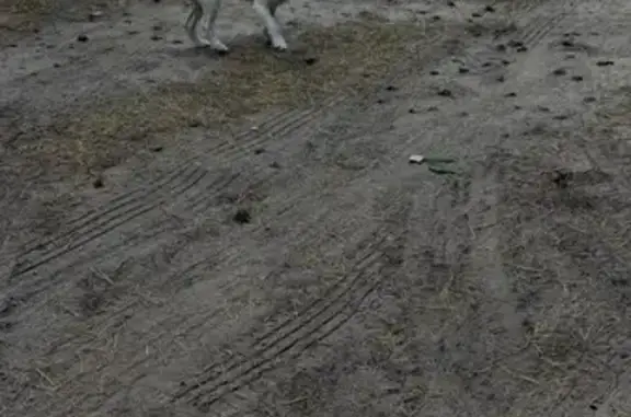 Найдена собака, , фото: Собака найдена: Старчики, Тамбовская обл.