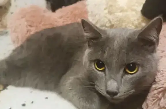 Найдена кошка, Новосибирск, фото: Кошка найдена, ул. Объединения 31/1