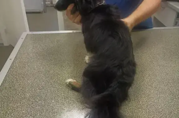 Найдена собака, Санкт-Петербург, фото: Найдена собака, Марсово поле, СПб