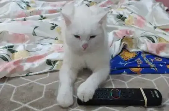 Пропал кот, СНТ Ветеран-4, Колягино