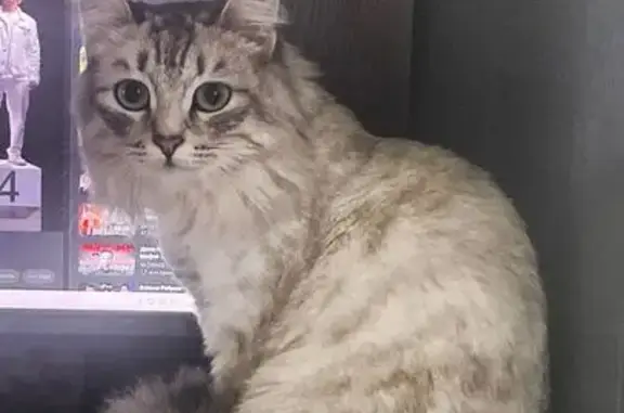 Пропала кошка Луна, ул. Щорса 60а, Екб