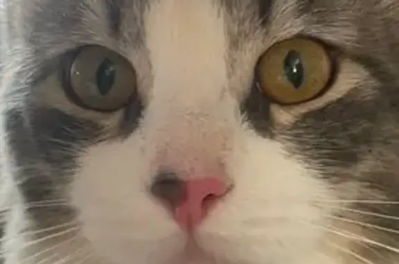 Пропала кошка в Сергаче, Нижегородская обл.