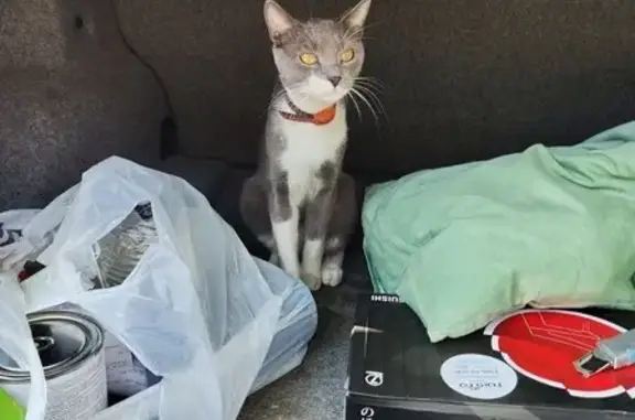 Пропала кошка, шоссе Нефтяников 17