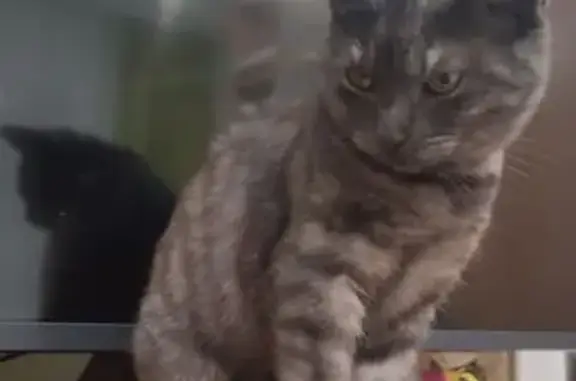 Найдена кошка, Ломжинская ул. 1, Казань