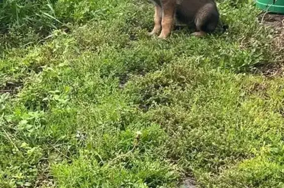 Собаки потеряшки, Челябинск, фото: Потеряшка овчарка, Аральская 176, Челябинск