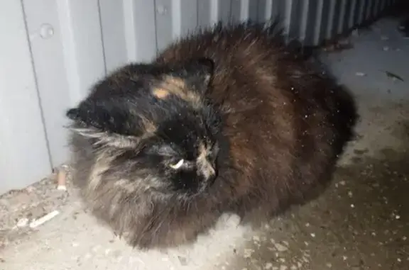 Найдена кошка, Сыктывкар, фото: Кошка найдена: ул. Пушкина, 51, Сыктывкар