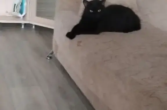 Кошки потеряшки, Свердловская область, фото: Потеряшка чёрный кот, Каменск-Уральский