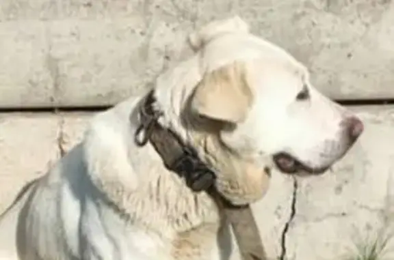 Найдена собака, Кулига, фото: Собака найдена: Гранитная ул., Кулига