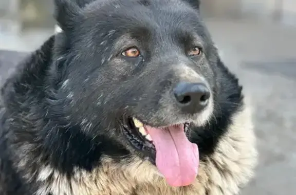 Собаки потеряшки, , фото: Потеряшка собака в Щекотово, 28Н-0568