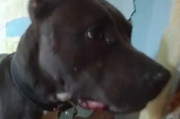 Собака найдена, Чигиринская ул., Волгоград