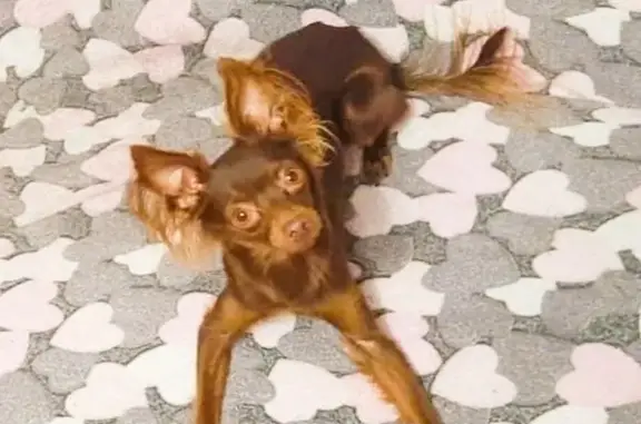 Собаки потеряшки, , фото: Потеряшка собака, пр. Чекистов, 8/3