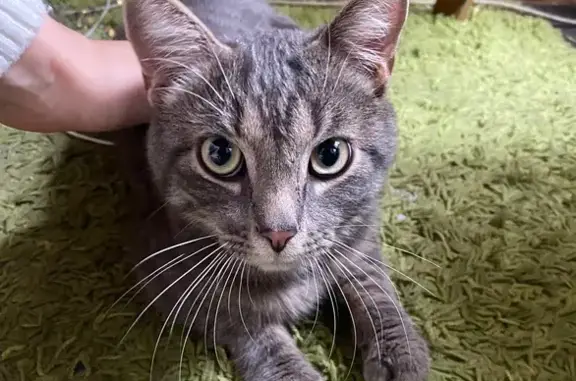 Кошка найдена: СПб, Рузовская ул. 21