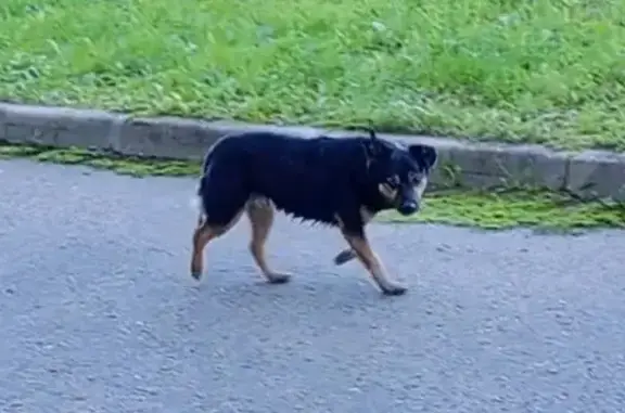 Найдена собака, Санкт-Петербург, фото: Собака найдена у Пулково, СПб, 25.09