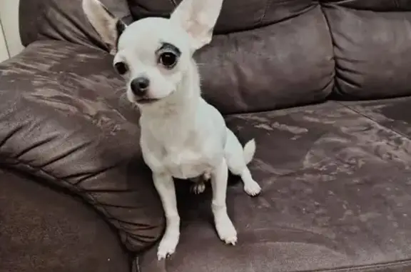 Найдена собака, Саратов, фото: Найдена собака, Саратов, Ново-Астраханское 65