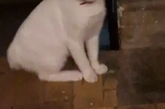 Найдена кошка, Ярославль, фото: Кошка найдена: ул. Нефтяников, 5, Ярославль