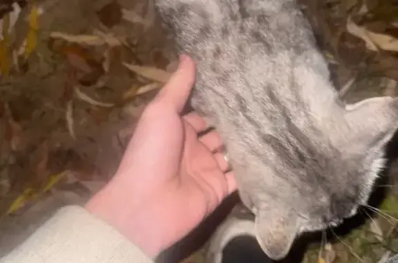 Кошка найдена на Казанской набережной