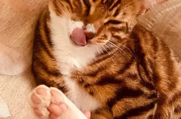 Пропала кошка, Солнечная ул. 53, Волоколамск