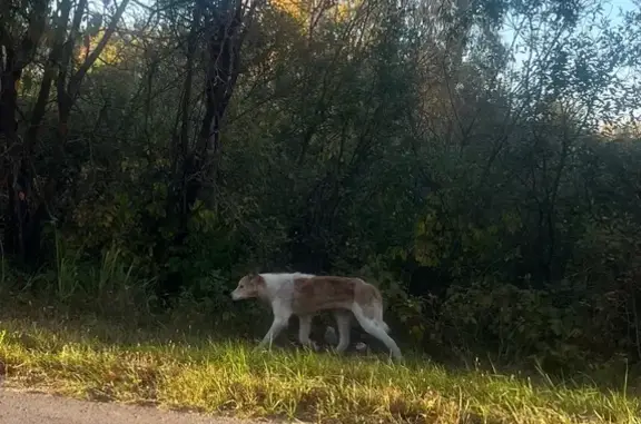 Найдена собака в Клетино, Рязань