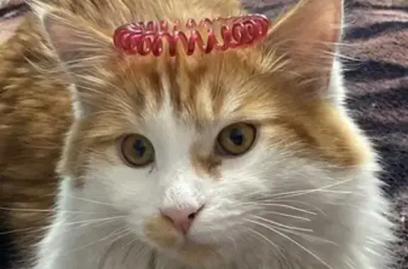 Пропала кошка, Гурьевск, Калининградская обл.