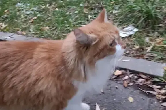 Найдена кошка, Красногорск, фото: Найдена рыжая кошка, ул. Циолковского 17
