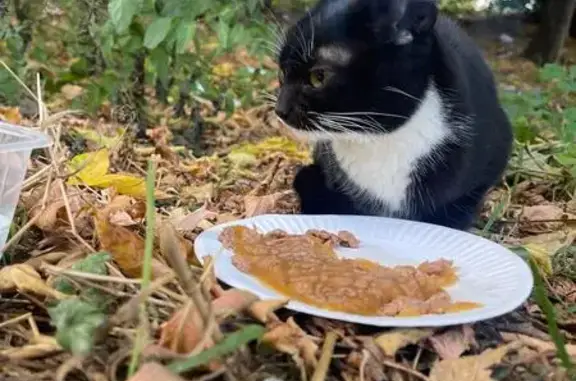 Кошка найдена: пр. Чайковского, 6 к2, Тверь