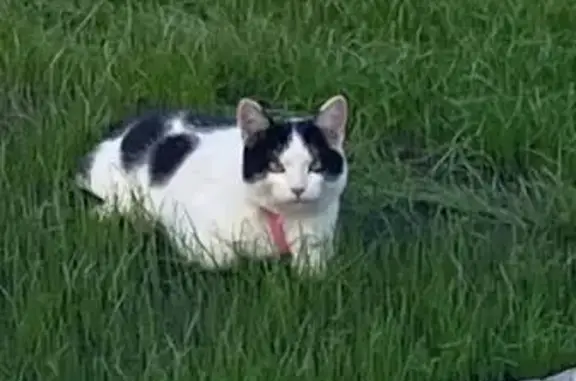 Кошки потеряшки, Ульяновск, фото: Потеряшка кошка, Пражская ул., Ульяновск