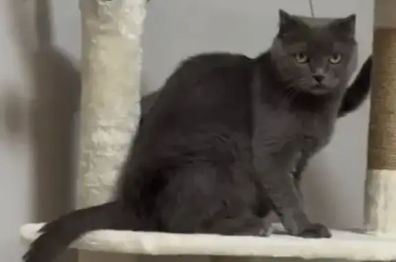 Пропала кошка на Джапаридзе, 44, Волгоград