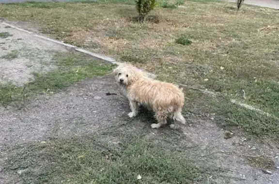 Собака найдена: 2-я Баррикадная, 4, Ростов-на-Дону