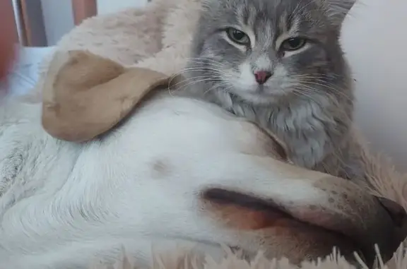 Пропала кошка, Х. Хугаева 61, Ногир