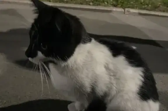 Найдена кошка, Петрозаводск, фото: Кошка найдена: Краснофлотская 18, Петрозаводск