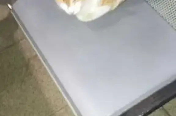 Найдена кошка, , фото: Кошка найдена: Набережные Челны, Татарстан