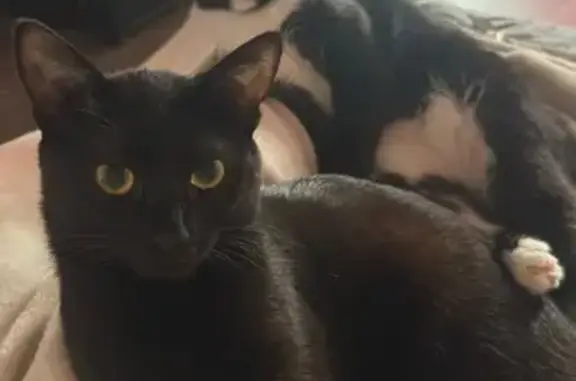 Кошки потеряшки, Рыбное, фото: Потеряшка черная кошка, Прогресса 1-й кв., 12