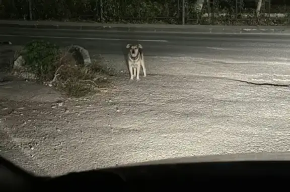 Собака найдена: 5-я Радиальная 31/94, Самара